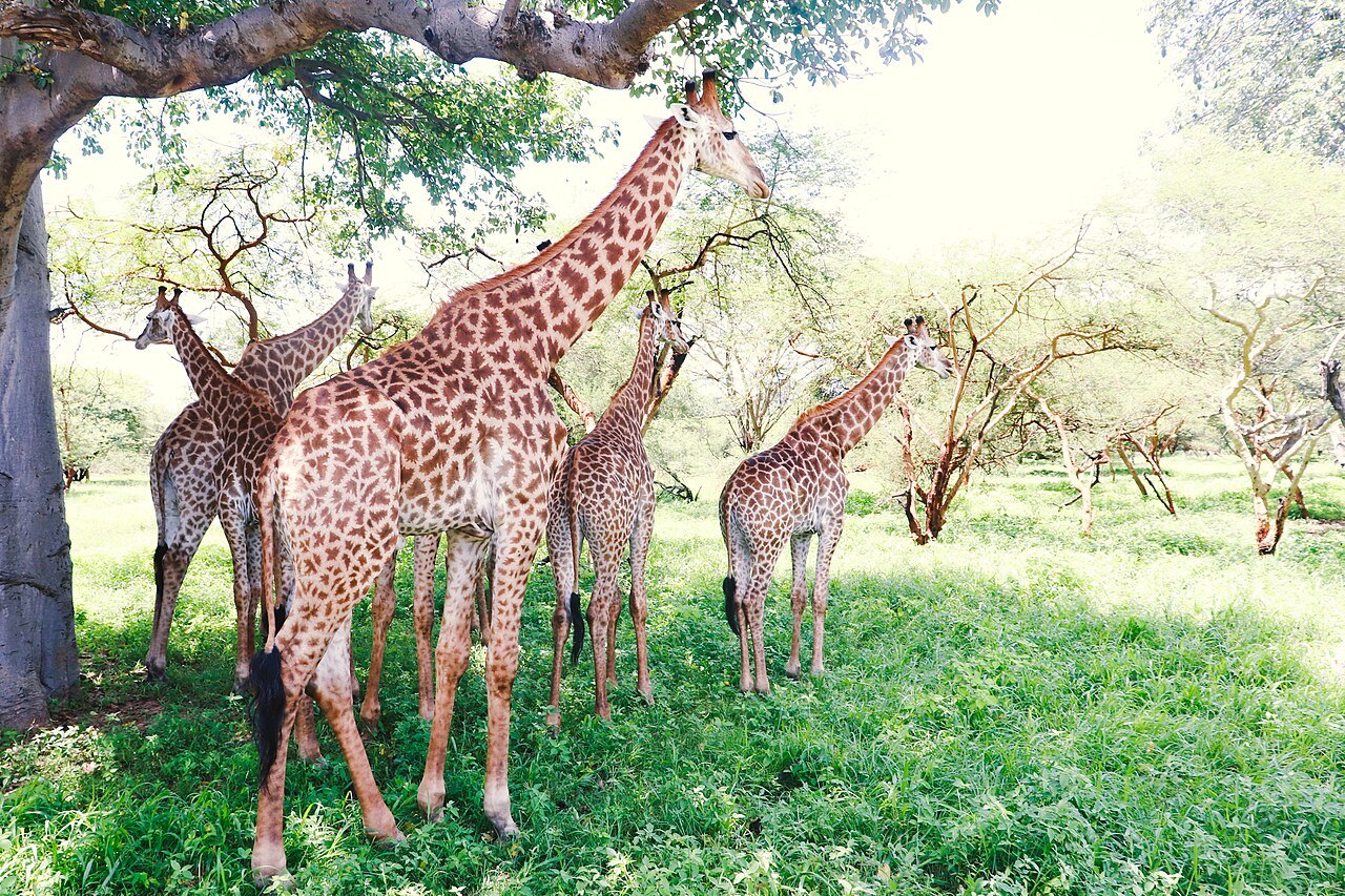 Giraffes in Bandia Reserve
